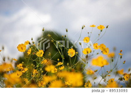 風景素材 爽かな秋陽に映える綺麗なコスモスの花 89533093