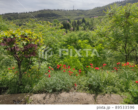 Botanic garden in Tbilisi - attraction for tourists 89533596