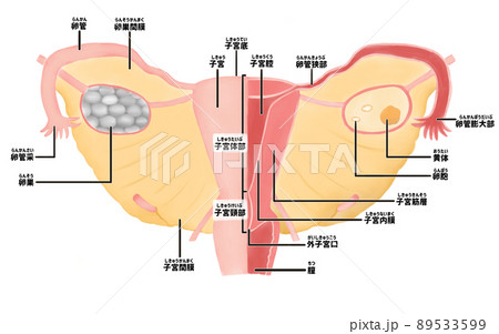 女性生体解剖  女性の人体解剖図の水彩イラスト 子宮の解説（日本語）の ...