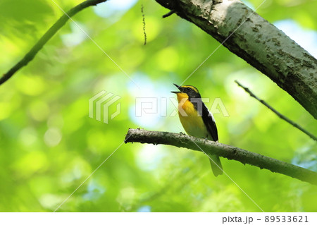 キビタキ雄 89533621