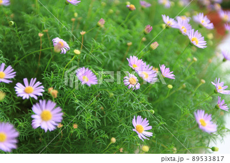 a small daisy flowers in full bloom a small daisy flowers in full bloom 89533817
