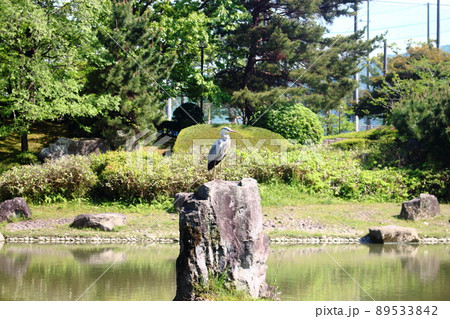 水辺のアオサギ 水辺のアオサギ 89533842