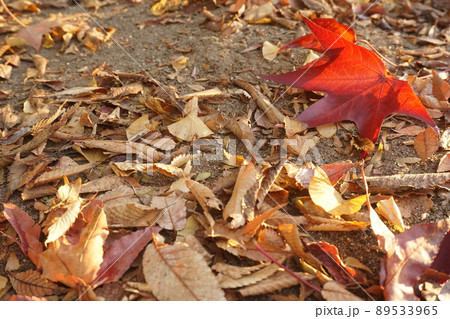 落ち葉 89533965