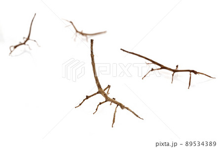 stick insect in studio 89534389