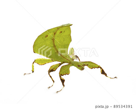 stick insect in studio 89534391