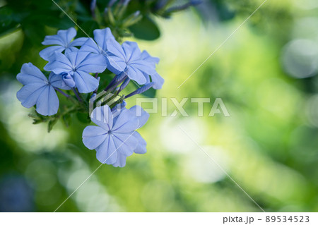 beautiful blue flower of Plumbago auriculata in garden, beautiful blue flower of Plumbago auriculata in garden, 89534523