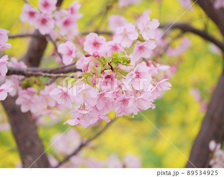閏住の菜の花畑に咲く早咲きの河津桜 閏住の菜の花畑に咲く早咲きの河津桜 89534925