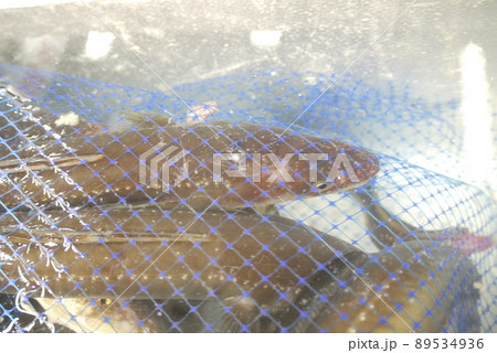 魚河岸に届いたばかり。新鮮組 魚河岸に届いたばかり。新鮮組 89534936
