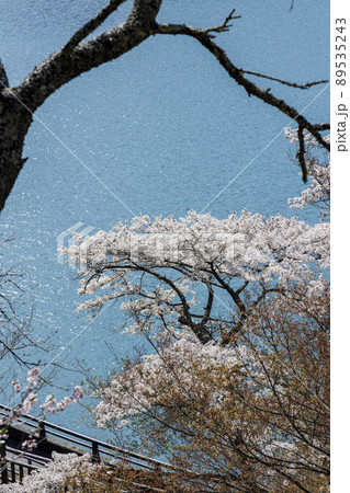 奥多摩湖と桜　春景　4月　東京 89535243