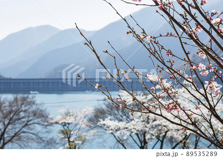 奥多摩湖と桜 春景 4月 東京 奥多摩湖と桜 春景 4月 東京 89535289