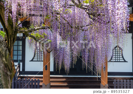 お寺に咲く藤の花 お寺に咲く藤の花 89535327
