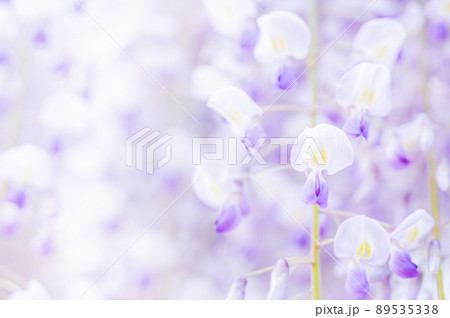 淡い藤の花 89535338