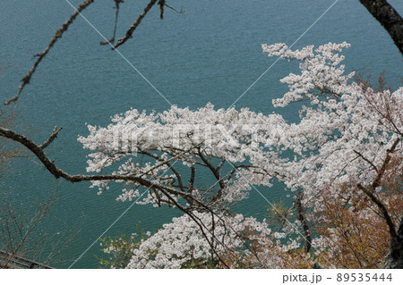 奥多摩湖と桜 春景 4月 東京 奥多摩湖と桜 春景 4月 東京 89535444