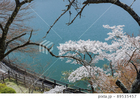 奥多摩湖と桜 春景 4月 東京 奥多摩湖と桜 春景 4月 東京 89535457
