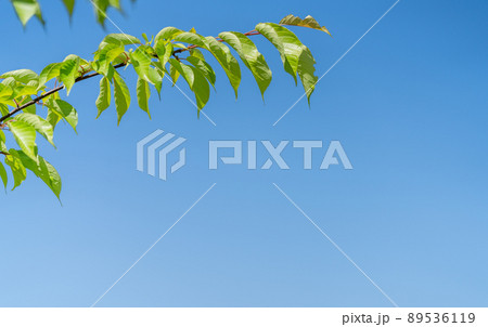 新緑 イメージ・背景素材 新緑 イメージ・背景素材 89536119