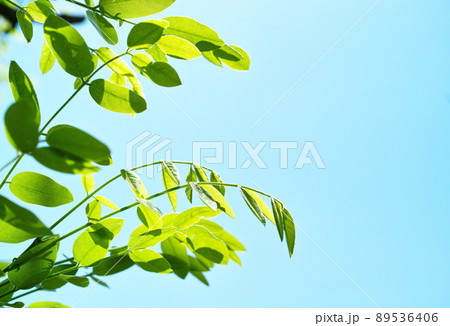 夏イメージ エンジュの木 夏イメージ エンジュの木 89536406