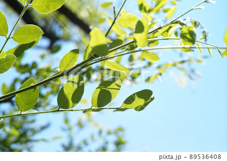 夏イメージ　エンジュの木 89536408
