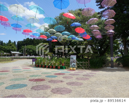 満開のアヤメ あやめ 長井あやめ公園 満開のアヤメ あやめ 長井あやめ公園 89536614
