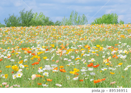 可愛い花 ポピー 可愛い花 ポピー 89536951