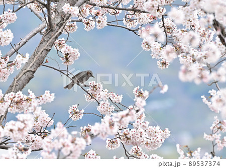 四国香川県丸亀市青の山の桜（サクラ）と鶯（ウグイス） 89537374