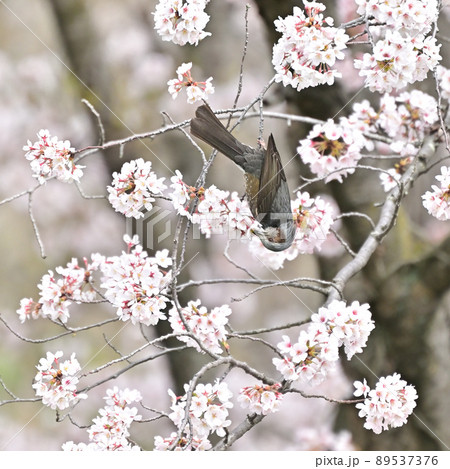 四国香川県丸亀市青の山の桜(サクラ)と鶯(ウグイス) 四国香川県丸亀市青の山の桜(サクラ)と鶯(ウグイス) 89537376