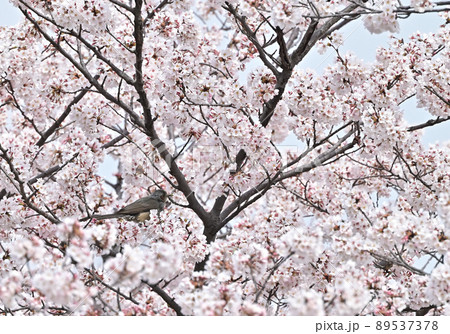 四国香川県丸亀市青の山の桜(サクラ)と鶯(ウグイス) 四国香川県丸亀市青の山の桜(サクラ)と鶯(ウグイス) 89537378