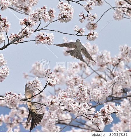 四国香川県丸亀市青の山の桜(サクラ)と鶯(ウグイス) 四国香川県丸亀市青の山の桜(サクラ)と鶯(ウグイス) 89537381