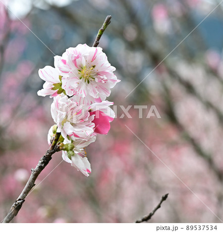 四国高知県仁淀川町久喜の花桃（はなもも） 89537534