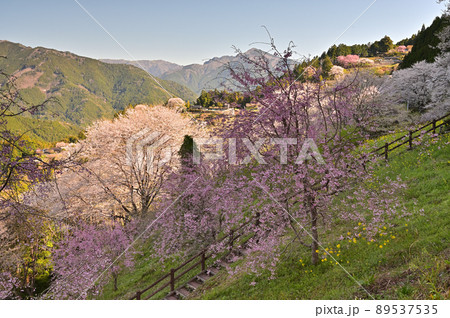 四国高知県仁淀川の花桃（はなもも） 89537535