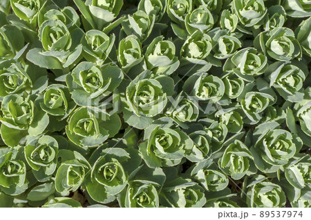 ベンケイソウ　北海道　 89537974