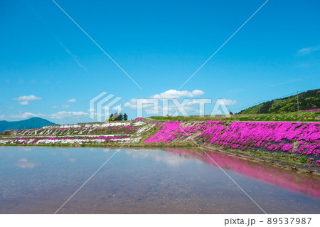 青空、芝桜、水田【福井県大野市】 89537987