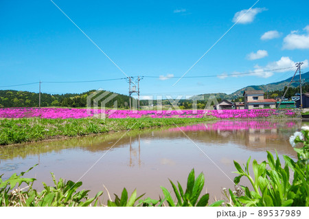 青空、芝桜、水田【福井県大野市】 青空、芝桜、水田【福井県大野市】 89537989