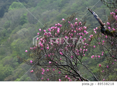 四国愛媛県四国中央市「豊受山」のアケボノツツジ 89538218