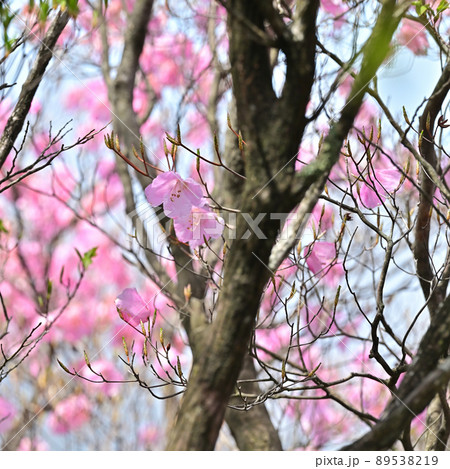 四国愛媛県四国中央市「豊受山」のアケボノツツジ 89538219