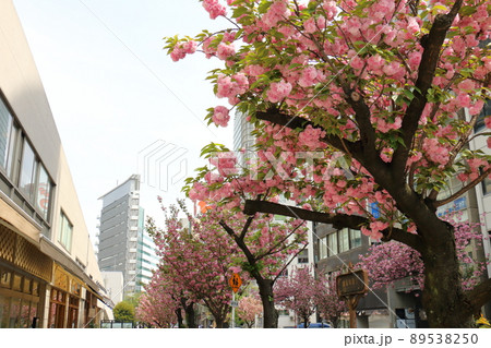 東京銀座の桜通りヤエザクラ並木　東京都中央区銀座1丁目 89538250