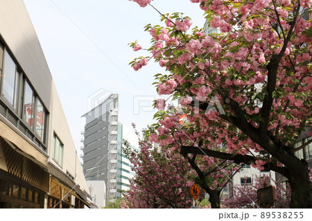 東京銀座の桜通りヤエザクラ並木　東京都中央区銀座1丁目 89538255