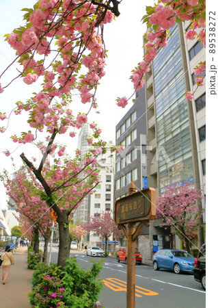 東京銀座の桜通りヤエザクラ並木 東京都中央区銀座1丁目 東京銀座の桜通りヤエザクラ並木 東京都中央区銀座1丁目 89538272