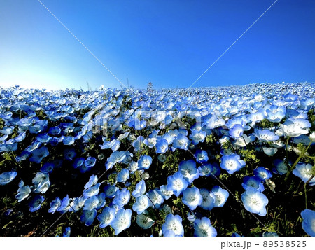 一面に咲くネモフィラ 89538525