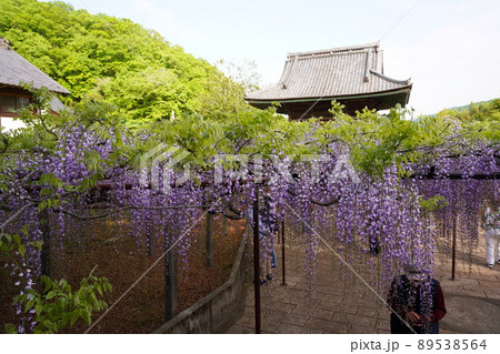 長泉寺の骨波田の藤 89538564