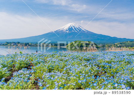 （山梨県）河口湖・ネモフィラと富士山 89538590