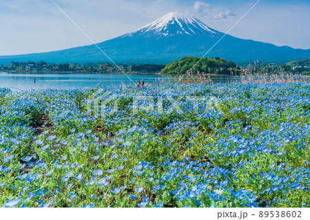 （山梨県）河口湖・ネモフィラと富士山 89538602