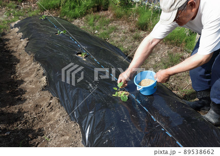 ズッキーニ苗の定植 89538662