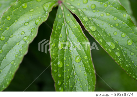 濡れた葉 89538774