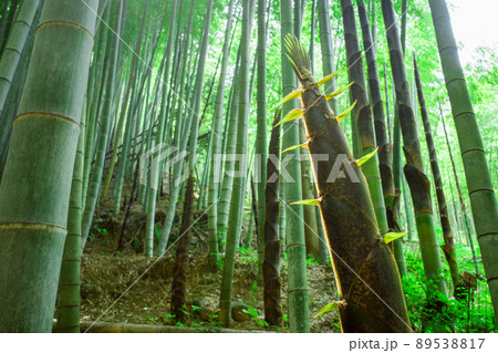 竹林の新竹 竹林の新竹 89538817