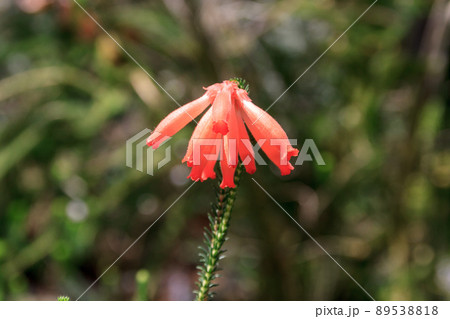 エリカ・セリントイデスの花びらは輪生状に咲く植物 エリカ・セリントイデスの花びらは輪生状に咲く植物 89538818