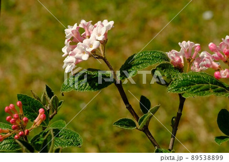 チョウジガマズミの花の写真素材 5389
