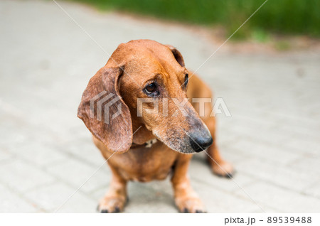 Portrait of a cute dachshund dog smile and happy in summer sunny day for a walk in the summer park Portrait of a cute dachshund dog smile and happy in summer sunny day for a walk in the summer park 89539488