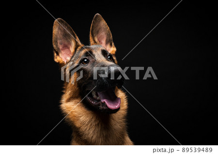 Portrait of a German shepherd in front of an isolated black background. Portrait of a German shepherd in front of an isolated black background. 89539489