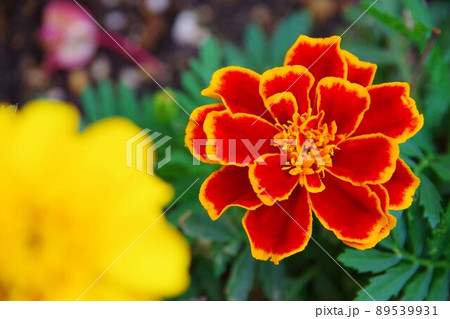 マリーゴールド マリーゴールド 89539931