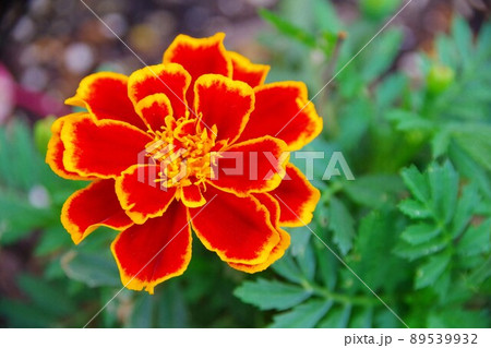 マリーゴールド 89539932